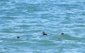 FOTOT – Nga rosa e madhe e zezë tek lauresha me brirë, çfarë zbuloi vrojtimi ornitologjik i fundvitit