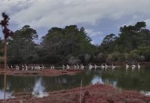 Divjaka, destinacioni i rreth 500 mijë vizitorëve vitin e kaluar