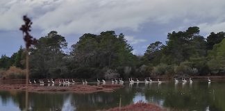 Divjaka, destinacioni i rreth 500 mijë vizitorëve vitin e kaluar