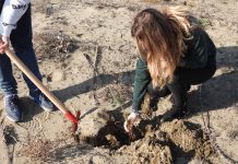 FOTOT/ Mbillen 1 000 pisha të buta në Parkun Kombëtar Divjakë-Karavasta