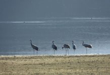 FOTOT/ Krilla, shpendi i rrallë regjistrohet për herë të parë si dimëruese në Shqipëri