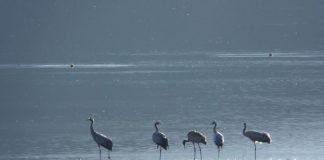 FOTOT/ Krilla, shpendi i rrallë regjistrohet për herë të parë si dimëruese në Shqipëri