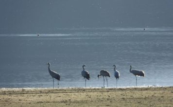 FOTOT/ Krilla, shpendi i rrallë regjistrohet për herë të parë si dimëruese në Shqipëri