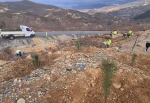 Puka e gjelbër, mbillen 1 mijë fidanë pishe në Qelëz