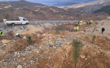 Puka e gjelbër, mbillen 1 mijë fidanë pishe në Qelëz
