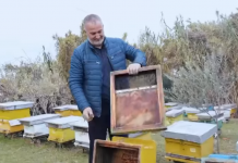 Ka 200 koshere/ Njihuni me Ilirin, bletarin që prodhon mjaltë dhe qumësht blete