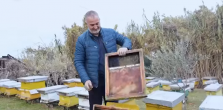 Ka 200 koshere/ Njihuni me Ilirin, bletarin që prodhon mjaltë dhe qumësht blete