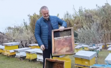 Ka 200 koshere/ Njihuni me Ilirin, bletarin që prodhon mjaltë dhe qumësht blete