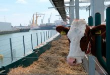 FOTO/ 40 lopë në mes të ujit, ndërtohet ferma e parë lundruese në botë