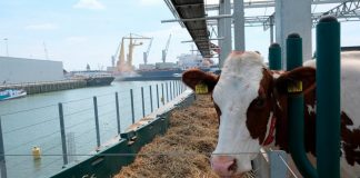 FOTO/ 40 lopë në mes të ujit, ndërtohet ferma e parë lundruese në botë