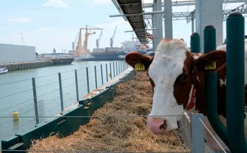 FOTO/ 40 lopë në mes të ujit, ndërtohet ferma e parë lundruese në botë