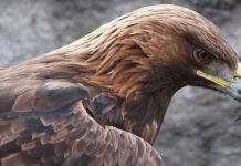 “Toka e shqiponjave” – Televizioni gjerman ARD, dokumentar për gjallesat e egra në Shqipëri