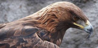 “Toka e shqiponjave” – Televizioni gjerman ARD, dokumentar për gjallesat e egra në Shqipëri