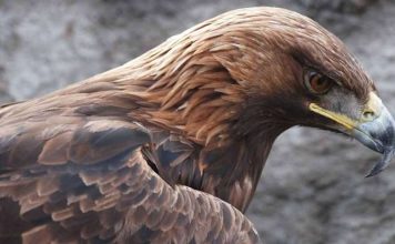 “Toka e shqiponjave” – Televizioni gjerman ARD, dokumentar për gjallesat e egra në Shqipëri