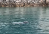 VIDEO fantastike/ Foka mesdhetare, specia e rrallë filmohet në parkun detar Karaburun-Sazan