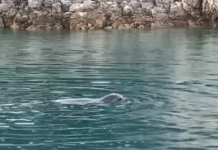 VIDEO fantastike/ Foka mesdhetare, specia e rrallë filmohet në parkun detar Karaburun-Sazan