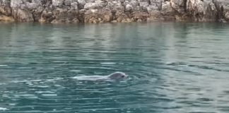 VIDEO fantastike/ Foka mesdhetare, specia e rrallë filmohet në parkun detar Karaburun-Sazan