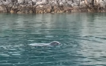 VIDEO fantastike/ Foka mesdhetare, specia e rrallë filmohet në parkun detar Karaburun-Sazan