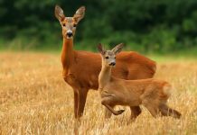 VIDEO/ Kaprolli shfaqet në parkun e Qafë – Shtamës, shihni pamjet fantastike