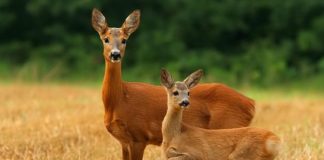 VIDEO/ Kaprolli shfaqet në parkun e Qafë – Shtamës, shihni pamjet fantastike