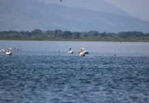 Shifrat/ Liqeni i Shkodrës, parajsa e shpendëve ujor në Shqipëri!