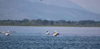 Shifrat/ Liqeni i Shkodrës, parajsa e shpendëve ujor në Shqipëri!