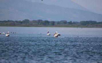 Shifrat/ Liqeni i Shkodrës, parajsa e shpendëve ujor në Shqipëri!