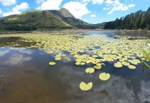 Dita Botërore e Ligatinave dhe disa fakte interesante për Shqipërinë