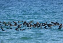 Liqenet e Prespës dhe i Ohrit, 23 vite zona të mbrojtura