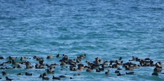 Liqenet e Prespës dhe i Ohrit, 23 vite zona të mbrojtura