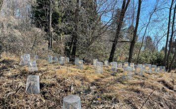 FOTOT/ Eksperiment shkencor në Parkun Kombëtar Dajt