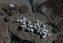 FOTO/ Media prestigjioze britanike i kushton vëmendje Divjakës dhe pelikanit kaçurrel