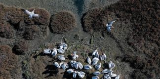 FOTO/ Media prestigjioze britanike i kushton vëmendje Divjakës dhe pelikanit kaçurrel