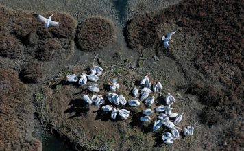 FOTO/ Media prestigjioze britanike i kushton vëmendje Divjakës dhe pelikanit kaçurrel