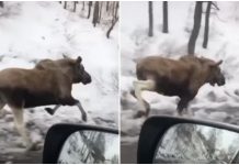VIDEO/ Magjike! Dreri evropian filmohet për herë të parë në luginën e Valbonës