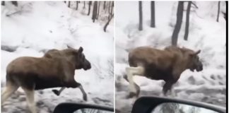VIDEO/ Magjike! Dreri evropian filmohet për herë të parë në luginën e Valbonës