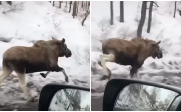 VIDEO/ Magjike! Dreri evropian filmohet për herë të parë në luginën e Valbonës
