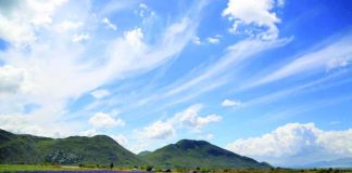 Deri 1 milion lekë për ata që kultivojnë bimë mjekësore, çfarë parashikon skema e subvencionit