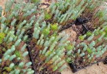 FOTOT/ Kurorës së gjelbër të qytetit të Beratit i shtohen edhe 500 fidanë pishe