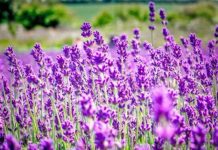 Bimët mjekësore shqiptare më të kërkuarat në botë, ja shifrat e eksporteve