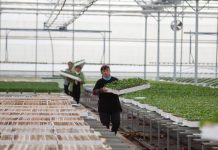 Historia e Marjolit, fermeri që prodhon 2 milionë fidanë perimesh në sezon