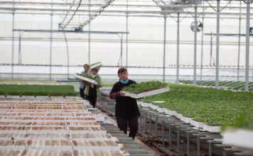Historia e Marjolit, fermeri që prodhon 2 milionë fidanë perimesh në sezon