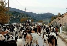 SKEMA/ 360 mijë lekë subvencion për fermerët që kanë tufa mbi 100 krerë dele ose dhi