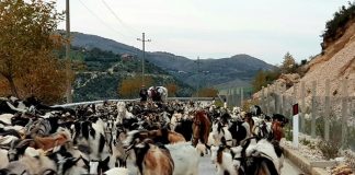 SKEMA/ 360 mijë lekë subvencion për fermerët që kanë tufa mbi 100 krerë dele ose dhi