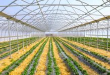 Subvencion fermerëve të serrave me pagesa direkte deri në 600,000 lekë