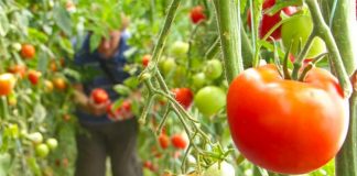 Bujqësia bio/ Fermeri nga Dimali tregon si i rrit bimët pa pesticide të dëmshme