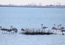 FOTOT magjike/ Laguna e Vainit, “parajsa” e shpendëve
