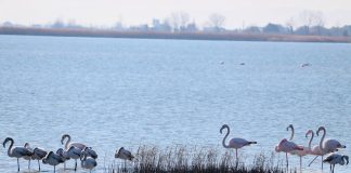 FOTOT magjike/ Laguna e Vainit, “parajsa” e shpendëve