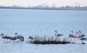 FOTOT magjike/ Laguna e Vainit, “parajsa” e shpendëve