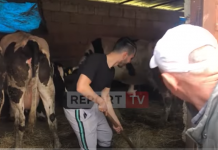 Inxhinieri amerikan lë Kaliforninë dhe punon tokat në Vlorë: Do mbjell 100 hektarë grurë